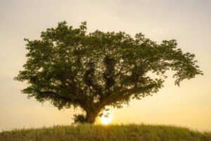 Read more about the article Galician Poles: The Galicia Genealogy Family Tree